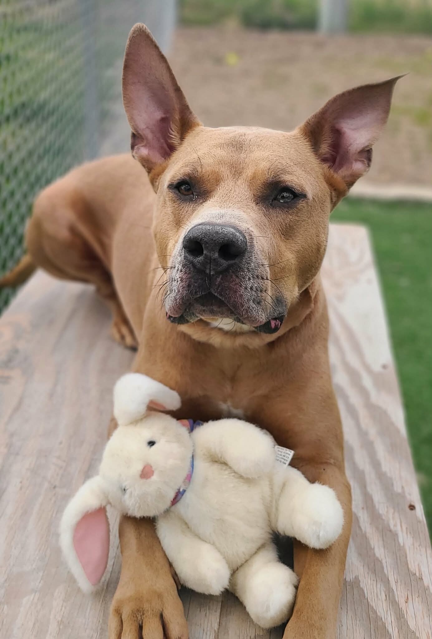 Picture of the Animal Listed